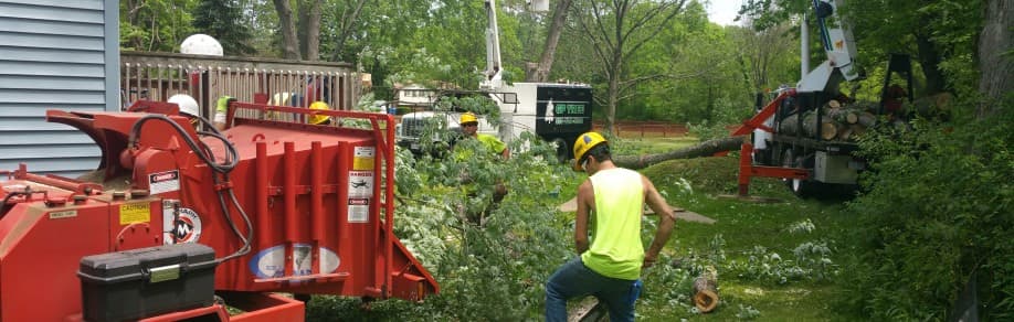 tree service akron removal